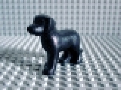 Hund schwarz stehend 6201